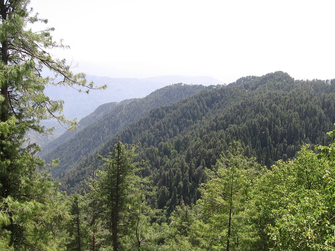 Forested hills of Ayubia National Park near Murree
