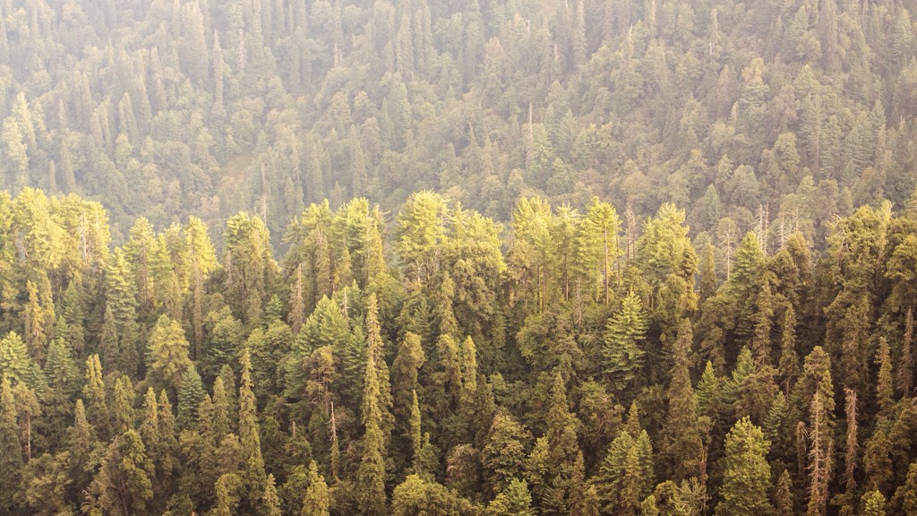Forested slopes of Ayubia National Park